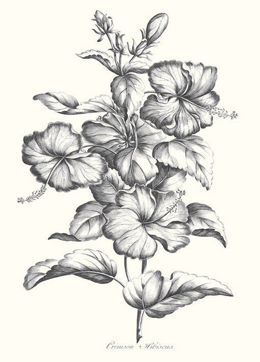Porter,81413 Crimson Hibiscus, by Porter Design, available in multiple sizes - Chamton