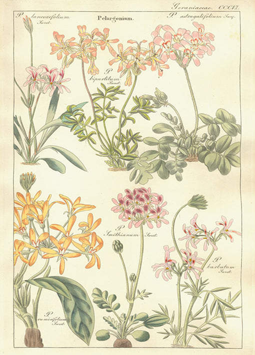 Porter,81420 Geraniaceae Plate 306, by Porter Design, available in multiple sizes - Chamton