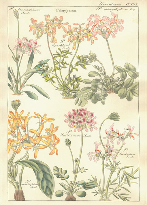 Porter,81420 Geraniaceae Plate 306, by Porter Design, available in multiple sizes