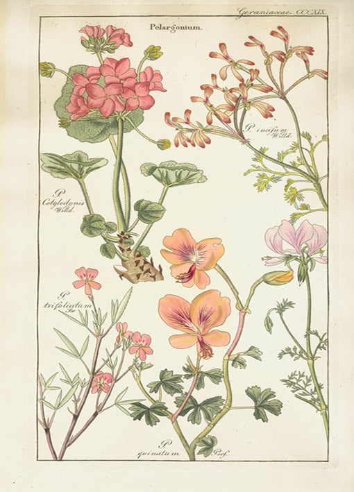 Porter,81421 Geranaiaceae Plate 319, by Porter Design, available in multiple sizes