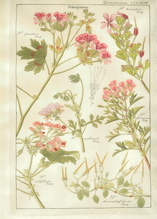 Porter,81422 Geraniaceae Plate 323, by Porter Design, available in multiple sizes