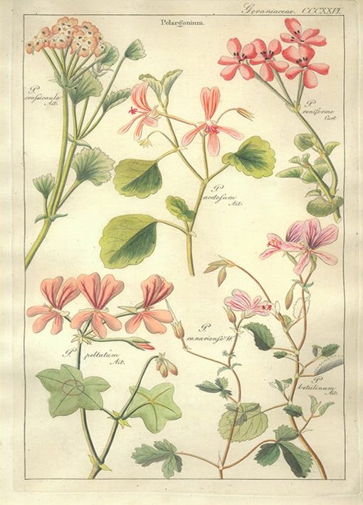 Porter,81423 Geranaiaceae Plate 326, by Porter Design, available in multiple sizes