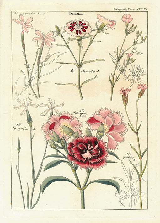 Porter,81424 Geraniaceae 1, by Porter Design, available in multiple sizes