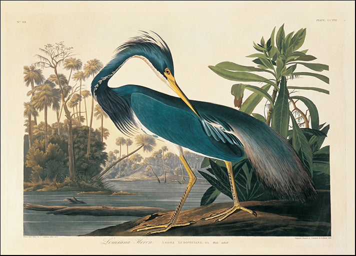 81460 Louisiana Heron Plate 217, by Porter, available in multiple sizes