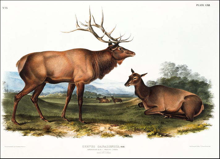 81476 American Elk, by Porter, available in multiple sizes