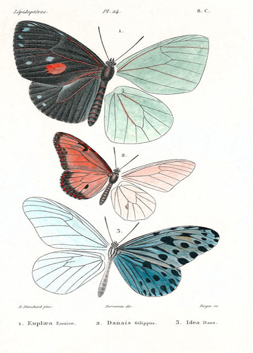 85423 Lepidopteres 1, Emile Blanchard, by Porter, available in multiple sizes