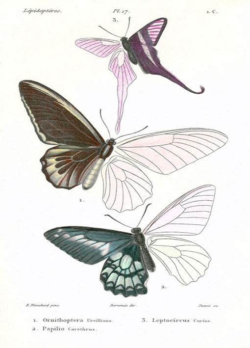85424 Lepidopteres 2, Emile Blanchard, by Porter, available in multiple sizes