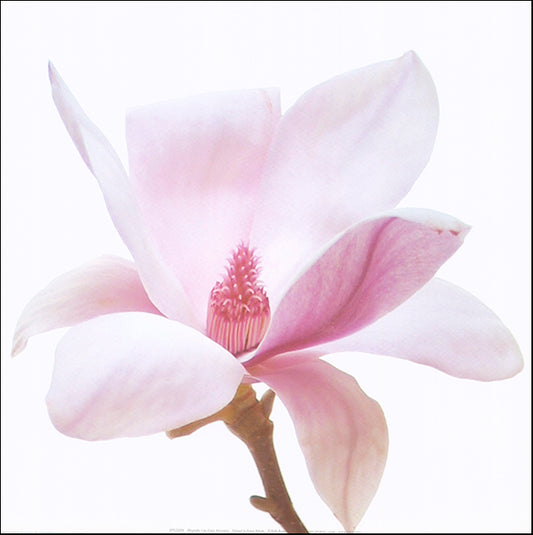 R SPK2694 Magnolia 1 by Katja Marzahn 40x40cm on paper - Chamton