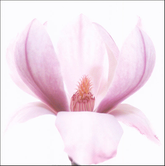 R SPK2695 Magnolia 2 by Katja Marzahn 40x40cm on paper