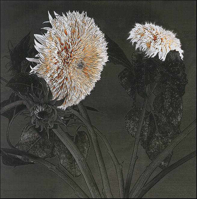S 6716-20 Sunflowers 1 by Shelley Lake 50x50cm on paper
