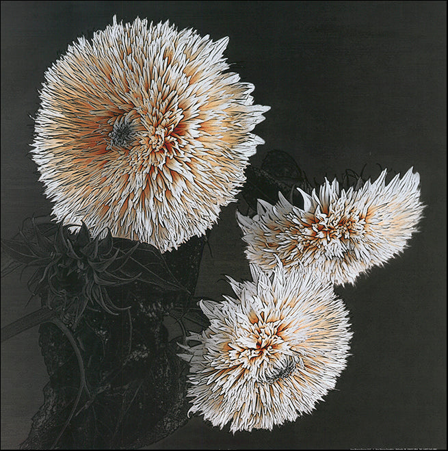 S 6717-20 Sunflowers 2 by Shelley Lake 50x50cm on paper