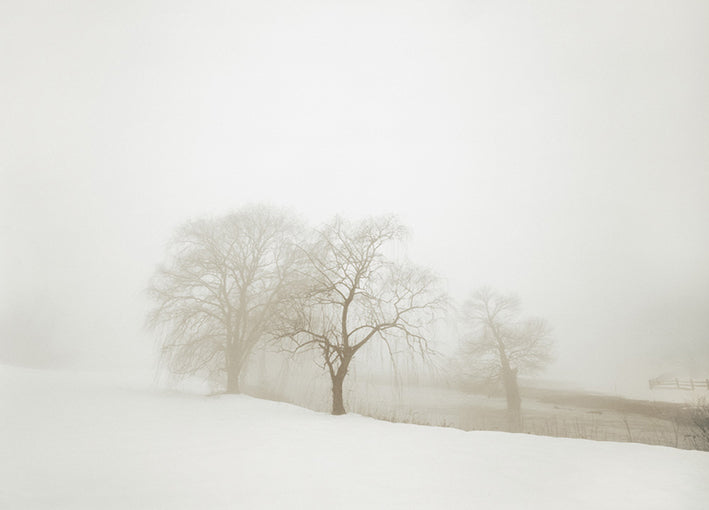 81766 White Fog #1, by Shire, available in multiple sizes - Chamton