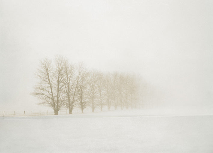 81768 White Fog #3, by Shire, available in multiple sizes - Chamton