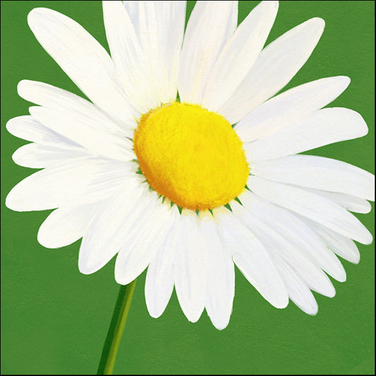 91735 Daisy Flower, by Steffen, available in multiple sizes - Chamton