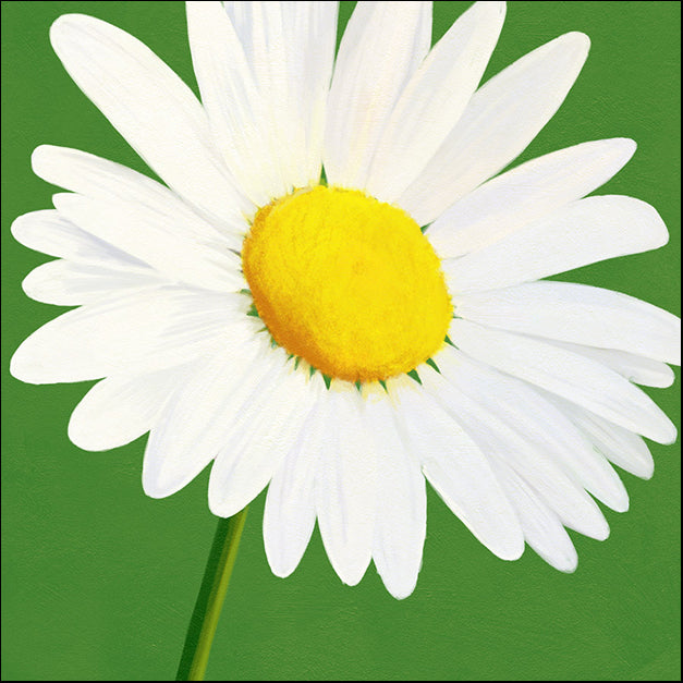 91735 Daisy Flower, by Steffen, available in multiple sizes