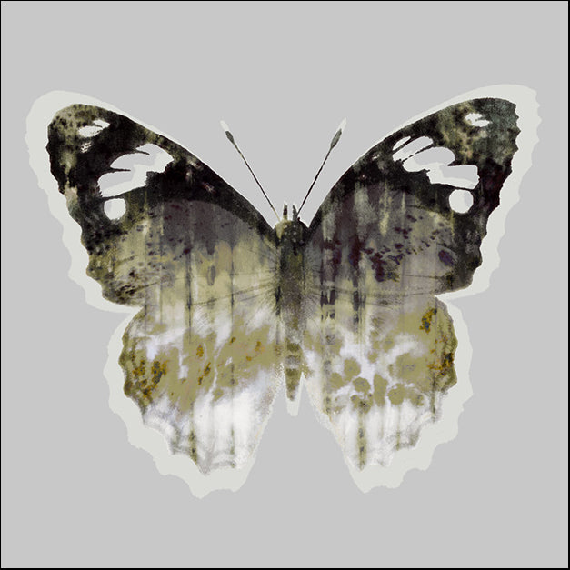 103210 Painted Butterfly 1, by THE Studio, available in multiple sizes - Chamton
