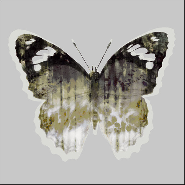 103210 Painted Butterfly 1, by THE Studio, available in multiple sizes