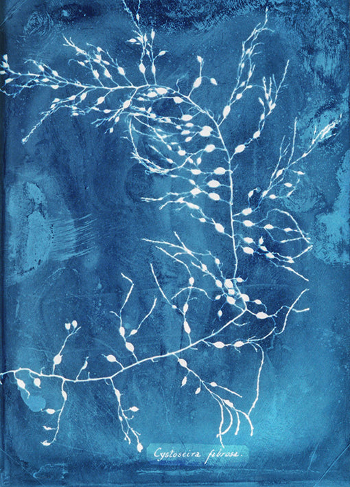 102180 Natural Forms Blue 2, by THE Studio, available in multiple sizes