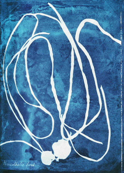 102183 Natural Forms Blue 5, by THE Studio, available in multiple sizes