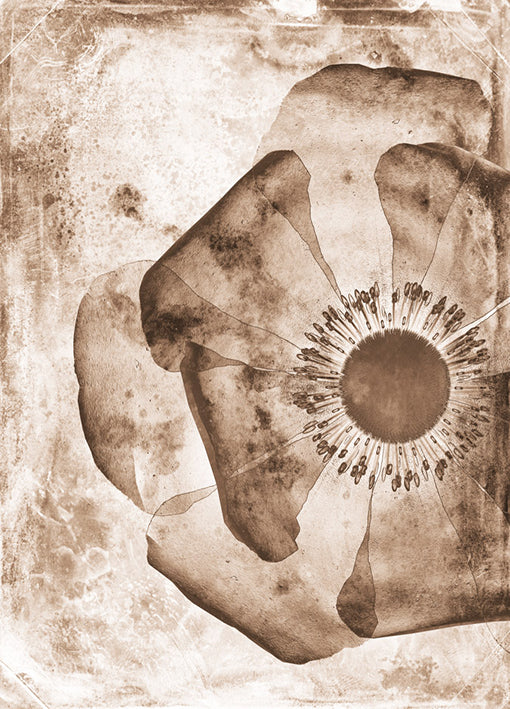 102217 Sepia Flower Inversions 1, by THE Studio, available in multiple sizes