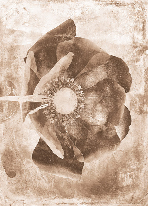 102222 Sepia Flower Inversions 6, by THE Studio, available in multiple sizes - Chamton