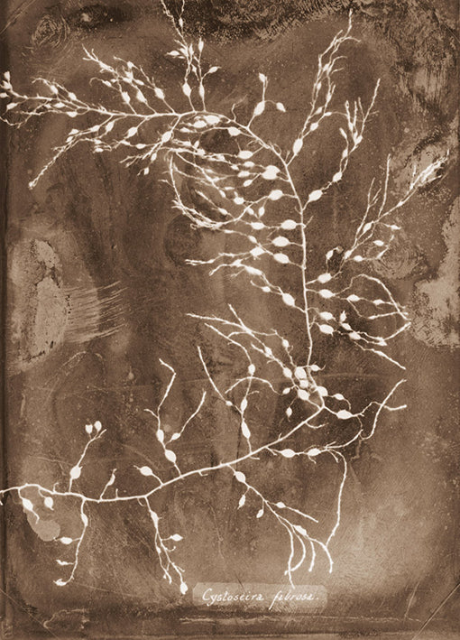 102227 Natural Forms Sepia 2, by THE Studio, available in multiple sizes