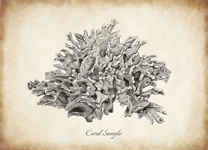 99263 Coral Sample, by THE Studio, available in multiple sizes