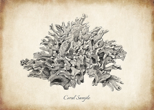 99263 Coral Sample, by THE Studio, available in multiple sizes
