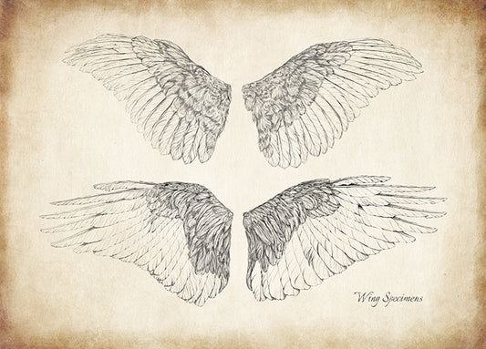 99268 Wing Specimens, by THE Studio, available in multiple sizes