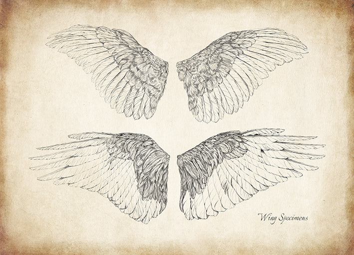 99268 Wing Specimens, by THE Studio, available in multiple sizes