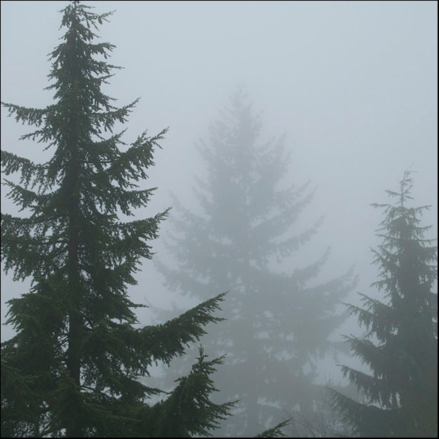 90838 Foggy Morning 1, by Ussery, available in multiple sizes