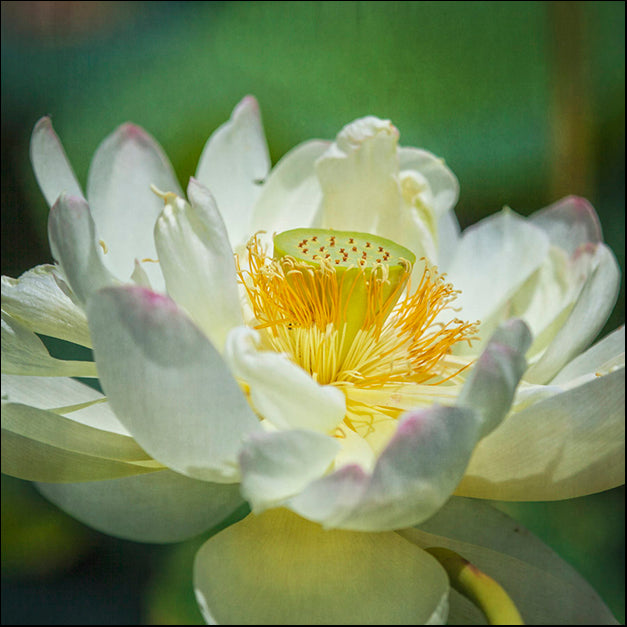 92415 Open Lotus Flower, by Werder, available in multiple sizes