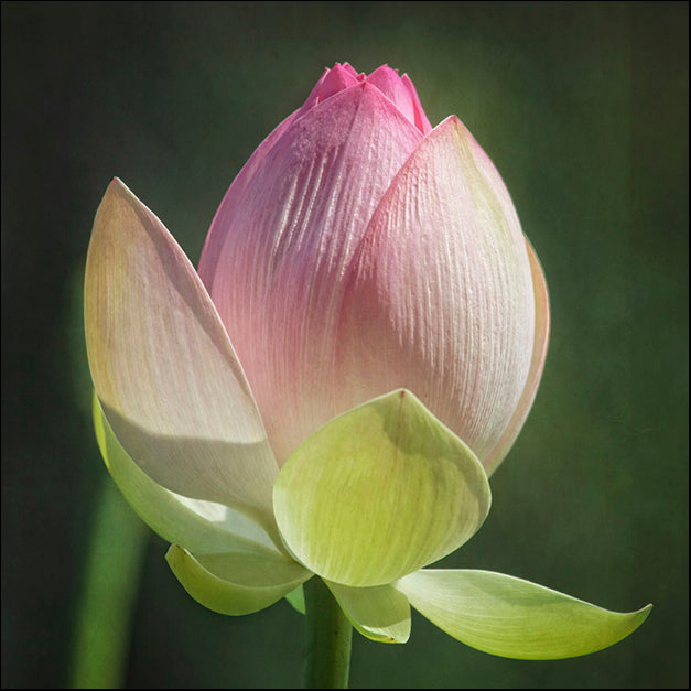 92417 Lotus Bud, by Werder, available in multiple sizes