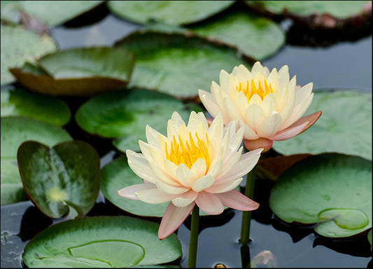 g0354603 Yellow lotus, available in multiple sizes - Chamton