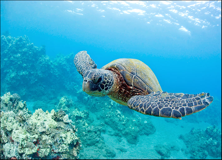 a0460652 Turtle Underwater, available in multiple sizes