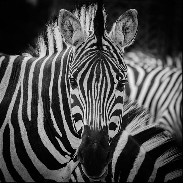 a08378851s animal zebra portrait, available in multiple sizes