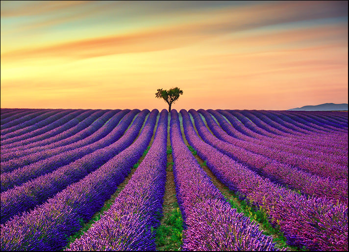 a15601213b Lavender And Lonely Trees Uphill On Sunset Provence France, available in multiple sizes