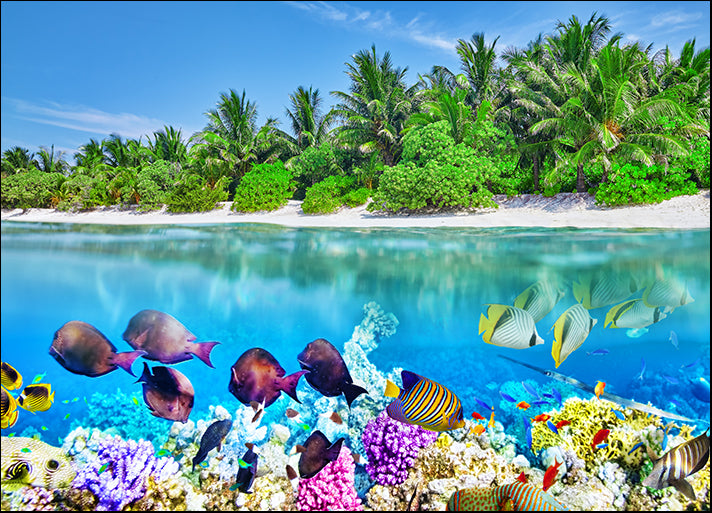 a17842819 Tropical Island And The Underwater World In The Maldives, Thoddoo Island, available in multiple sizes