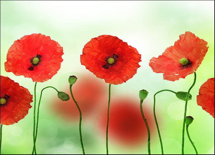 a2563057b Poppies, available in multiple sizes