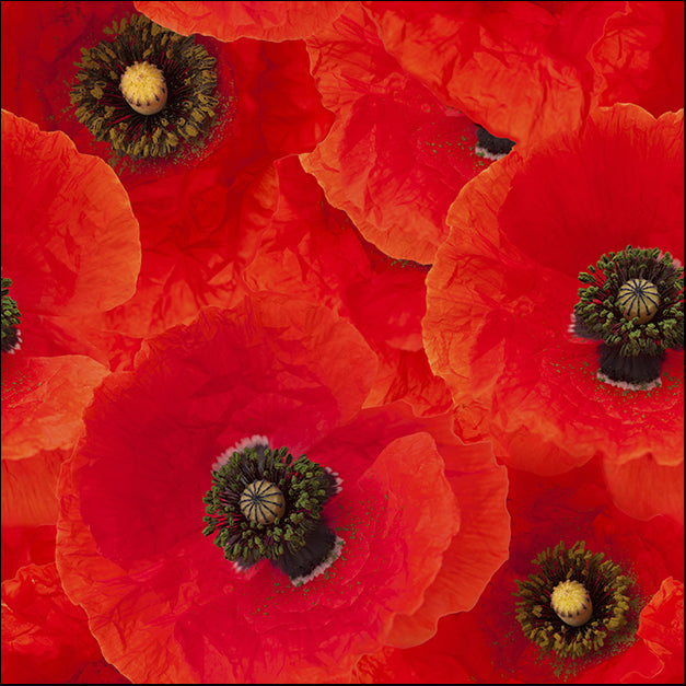 a40879489b Poppy Storm , available in multiple sizes