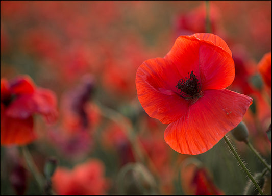 a41437921b red poppies, available in multiple sizes