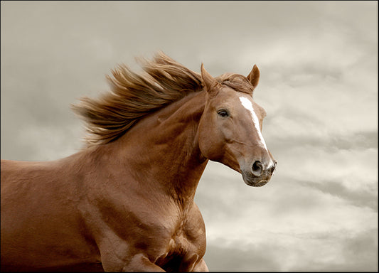 a48207709s horse running, available in multiple sizes
