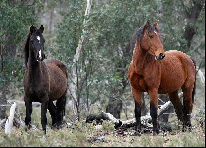 a56413252s Brumbies at Native Dog Flat, Alpine National Park Victoria Australia, available in multiple sizes