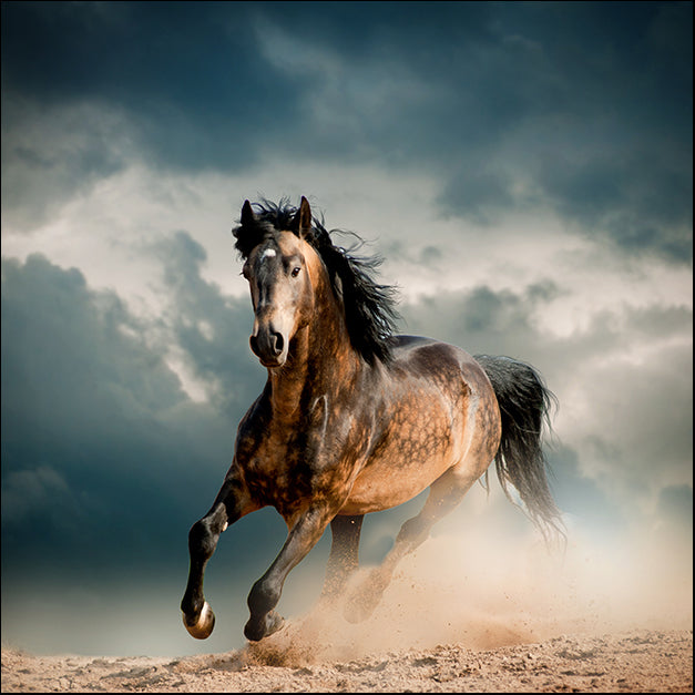 a59883082s horse running, available in multiple sizes
