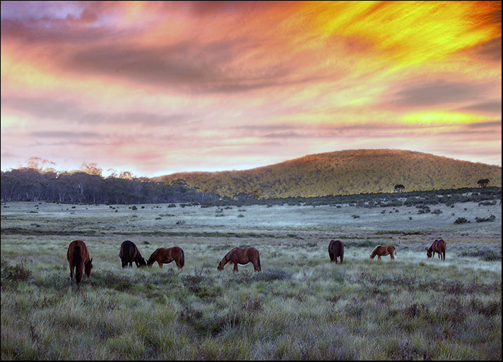 a75634633s Brumbies in the field Australia, available in multiple sizes