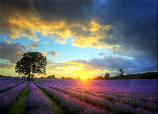 b0776554 Lavender Farm, available in multiple sizes