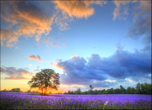b0776563 Lavender Farm, available in multiple sizes