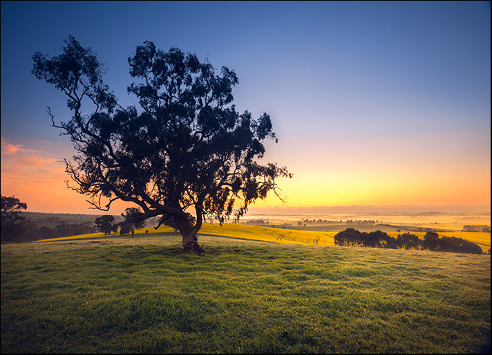 b6924424 Tree nature sunset, available in multiple sizes