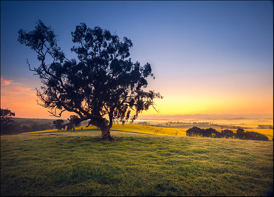 b6924424 Tree nature sunset, available in multiple sizes