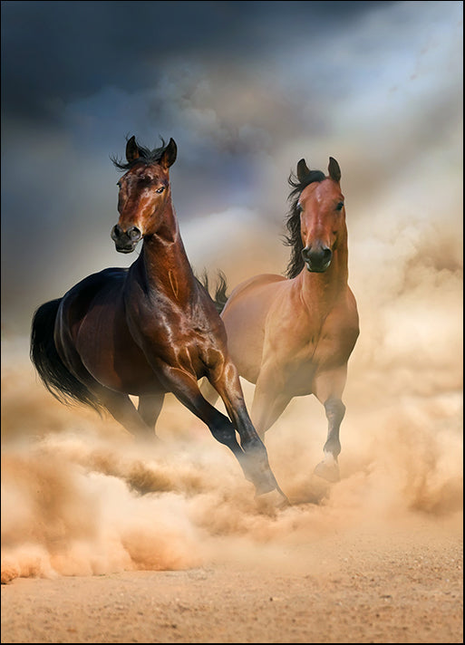 c14107880s Two bay stallion run at sunset in desert dust, available in multiple sizes
